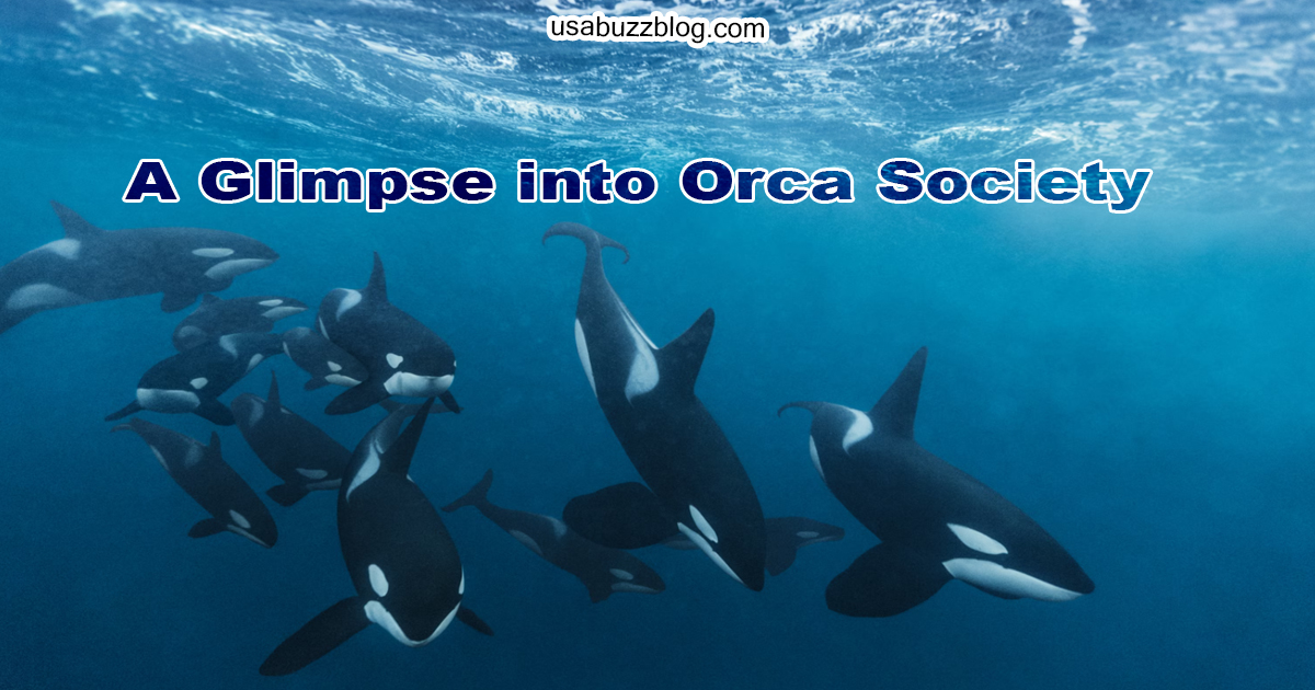 Beyond the Black and White: A Glimpse into Orca Society