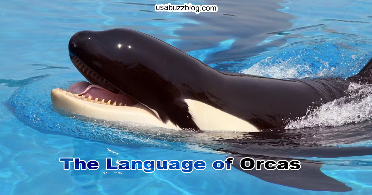 Masters of Communication: The Language of Orcas