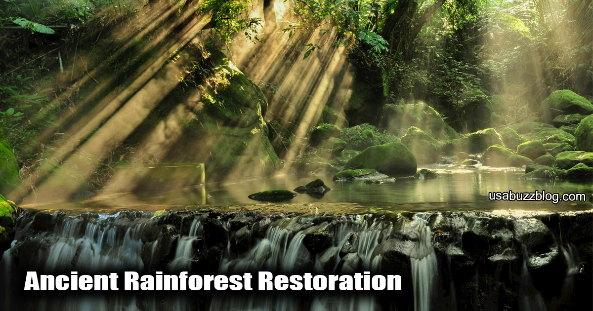 ancient rainforest restoration