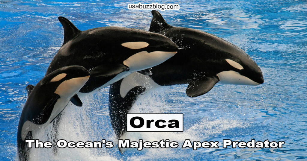 Orca Whale