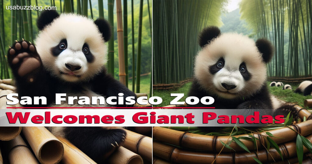 San Francisco Zoo Welcomes Giant Pandas After 40 Years